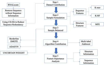 LncSTPred: a predictive model of lncRNA subcellular localization and decipherment of the biological determinants influencing localization